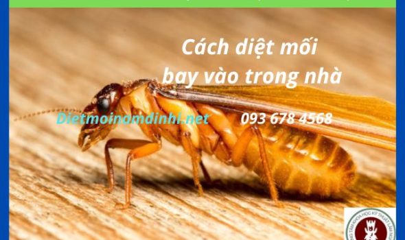 Cách diệt mối cánh bay vào trong nhà hiệu quả