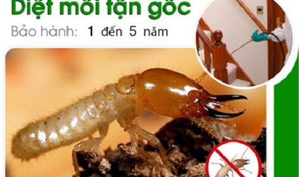 Mách nhỏ địa chỉ mua bán thuốc diệt mối ở Nam Định 3