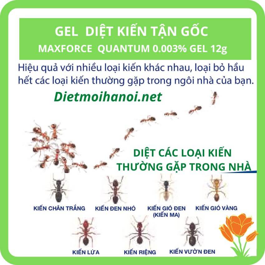 Thuốc diệt kiến Maxforce Quantum nhập khẩu Pháp 3 Thuốc diệt kiến tận gốc công nghệ sinh học